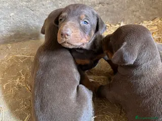 Dobermann perros Preciosos Doberman chocolate disponible en Alicante - Anuncio 2