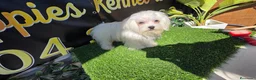 Bichón Maltés perros en venta: Bichon maltes 8 meses  - Anuncio 2