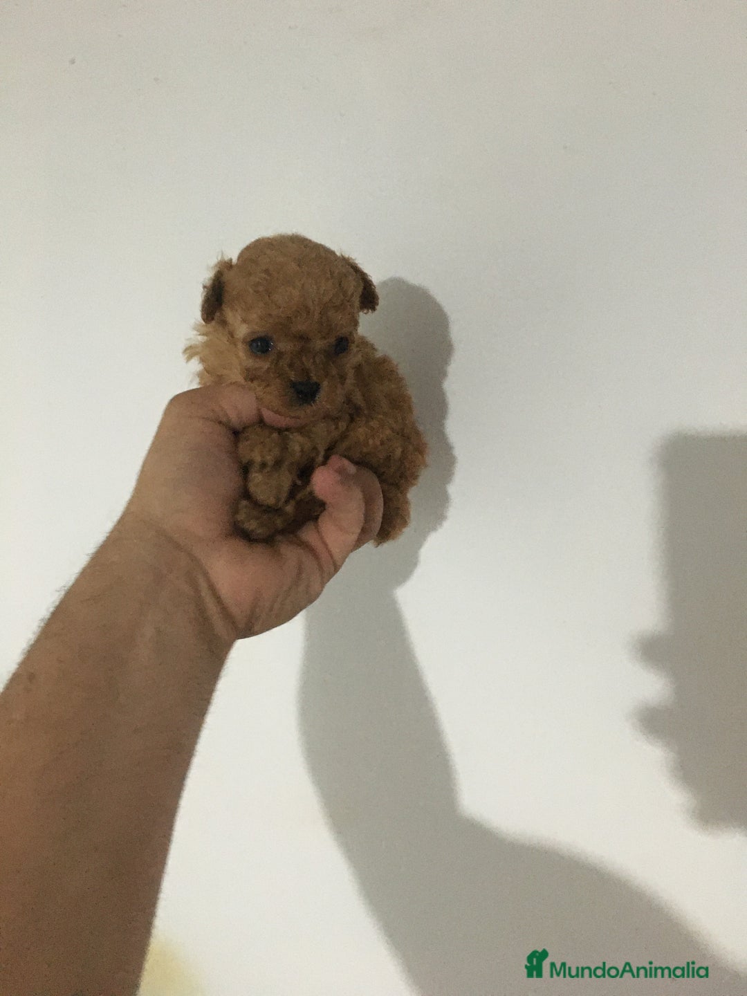 Affenpinscher perros en venta: MALTIPOO APRICOT Y ROJIZOS  - Imagen 1