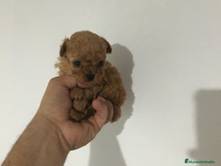 Affenpinscher perros - Anuncio 10