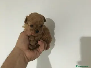 Affenpinscher perros MALTIPOO APRICOT Y ROJIZOS - Anuncio 4