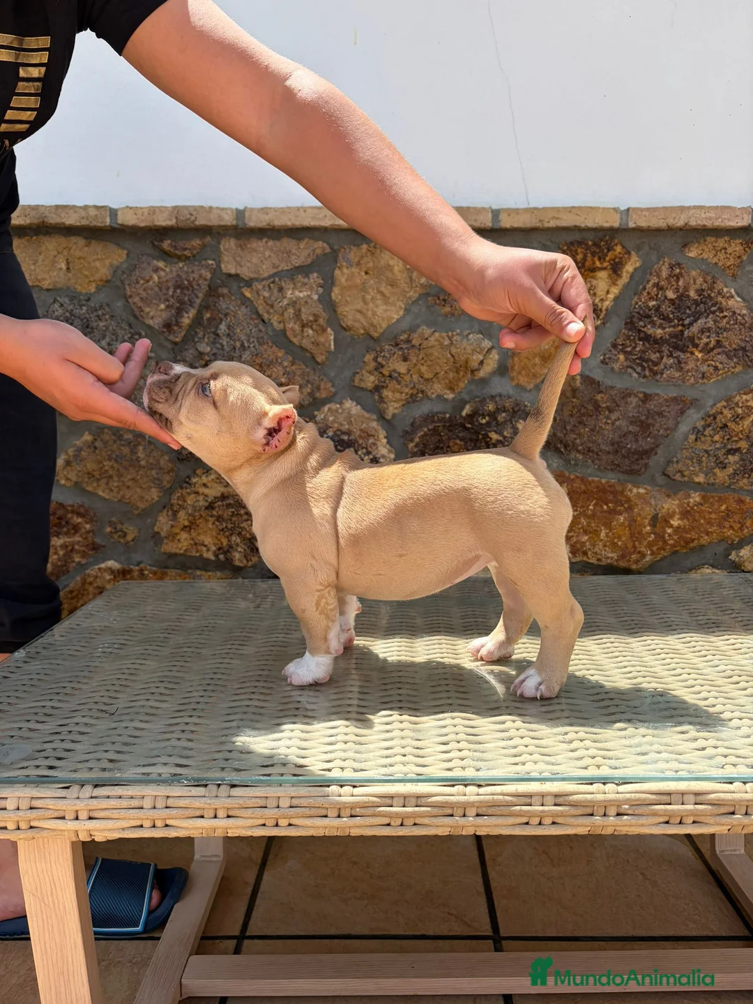 American Bully perros en venta: American Bully - Anuncio 5