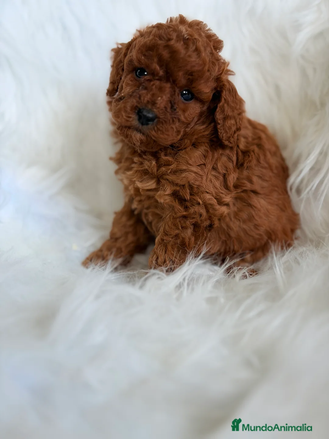 Caniche Toy perros en venta: Caniche rojo pimentón Toy  - Anuncio 7