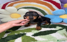Teckel Miniatura perros en venta: Teckel Kaninchen Negro y Fuego - Imagen 1