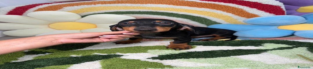 Teckel Miniatura Cachorro 1