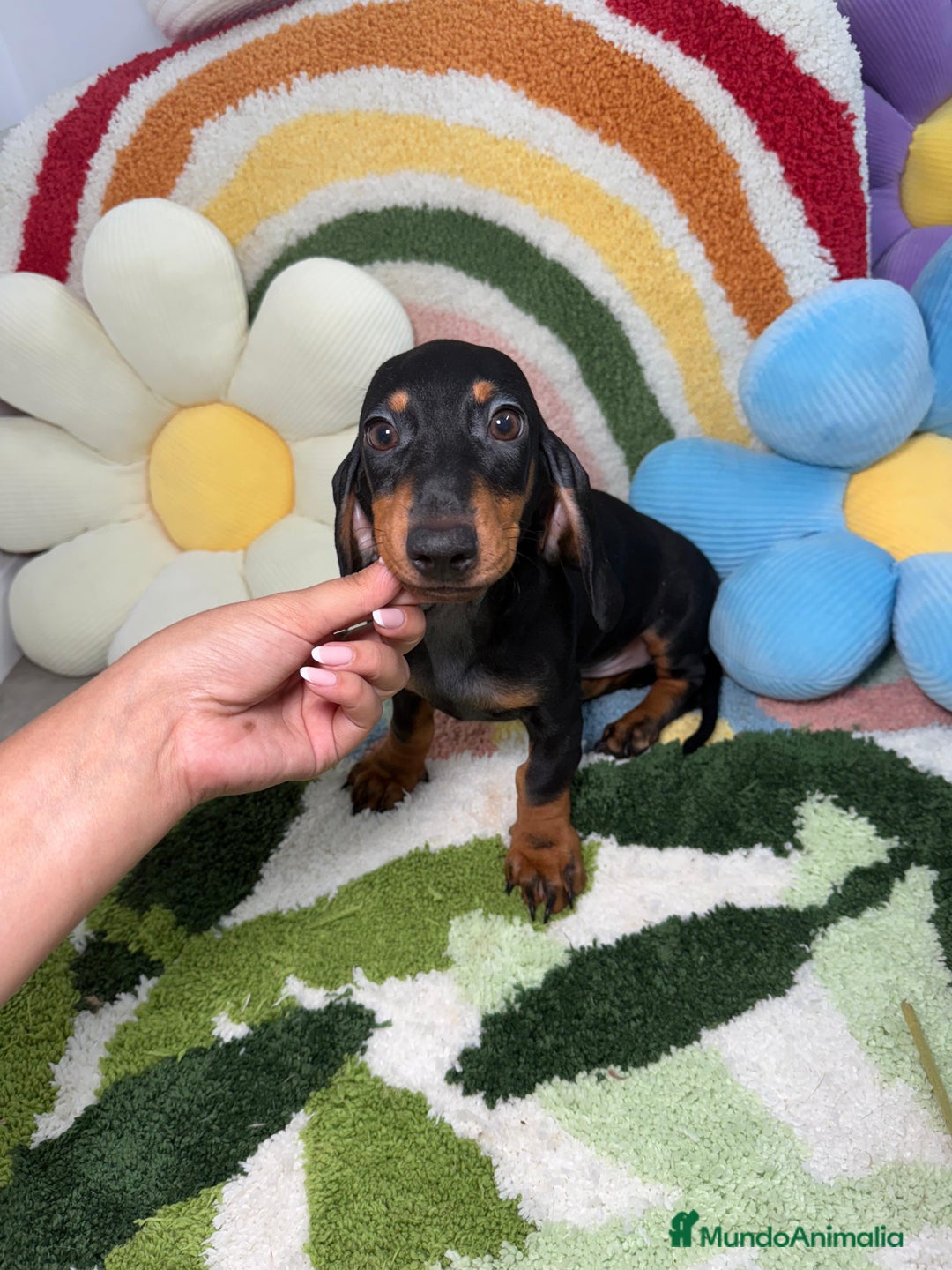 Teckel Miniatura perros en venta: Teckel Kaninchen Negro y Fuego - Imagen 1