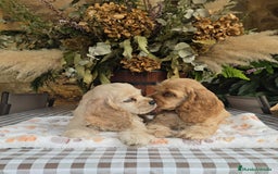 Cocker Spaniel Americano perros en venta: Cocker americano  - Imagen 4
