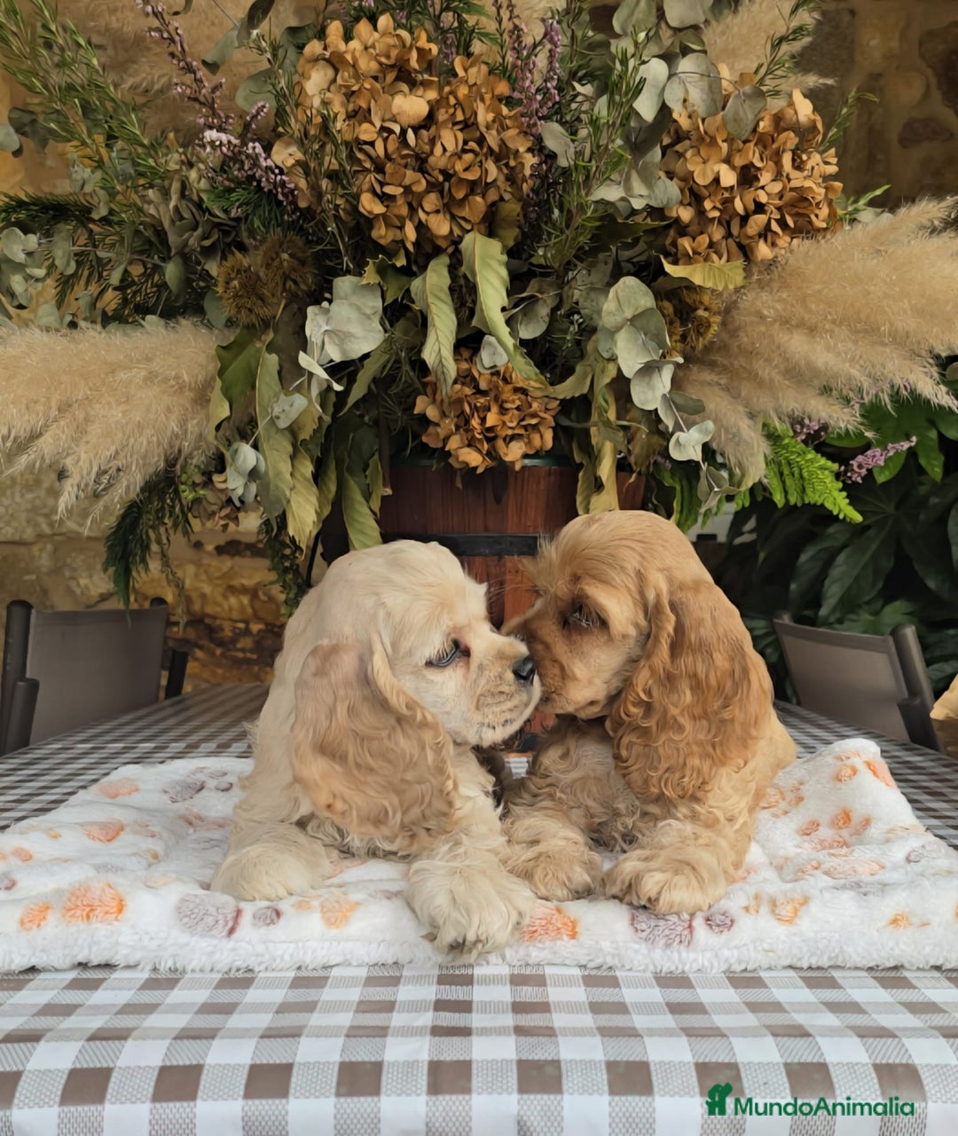 Cocker Spaniel Americano perros en venta: Cocker americano  - Imagen 4