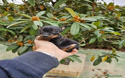 Pinscher Miniatura perros en venta: Espectaculares mini pinscher  - Imagen 1