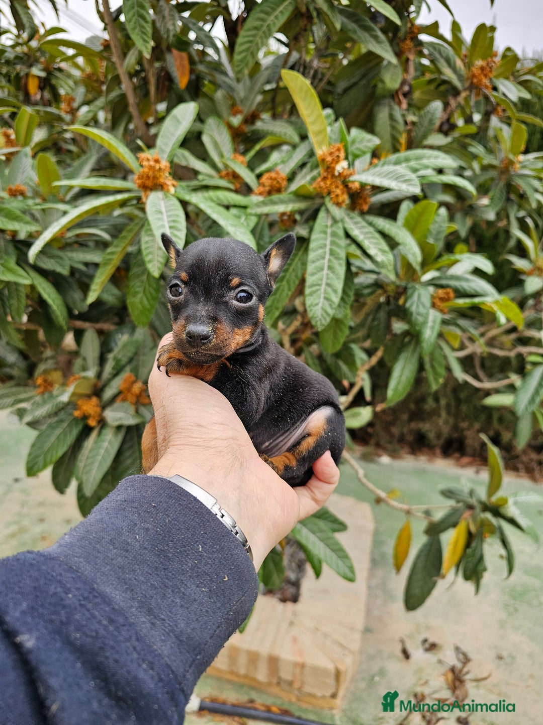 Pinscher Miniatura perros en venta: Espectaculares mini pinscher  - Imagen 1