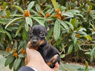 Pinscher Miniatura perros - Anuncio 3