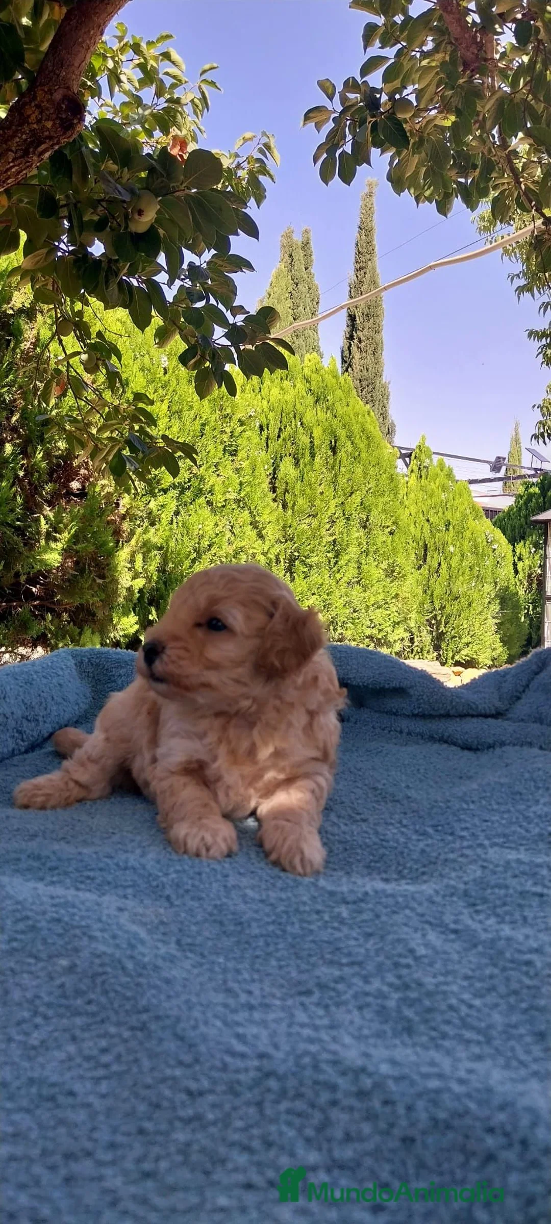 Caniche Toy perros en venta: Caniche toy - Anuncio 4