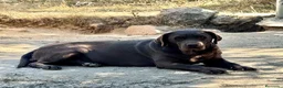 Labrador Retriever perros en venta: labrador chocolate  - Anuncio 3