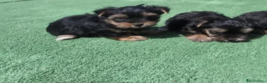 Yorkshire Terrier 1