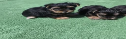 Yorkshire Terrier perros en venta: Cachorros de Yorkshire - Anuncio 6