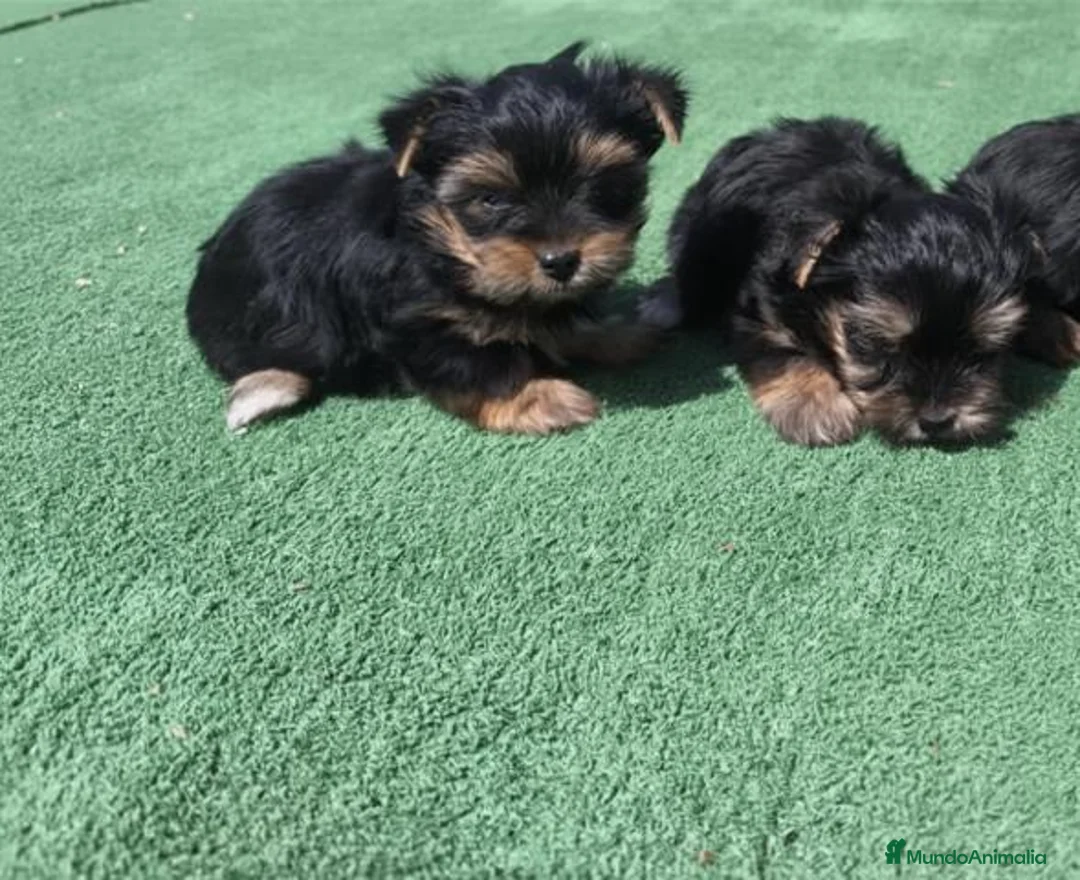 Yorkshire Terrier perros en venta: Cachorros de Yorkshire - Anuncio 6
