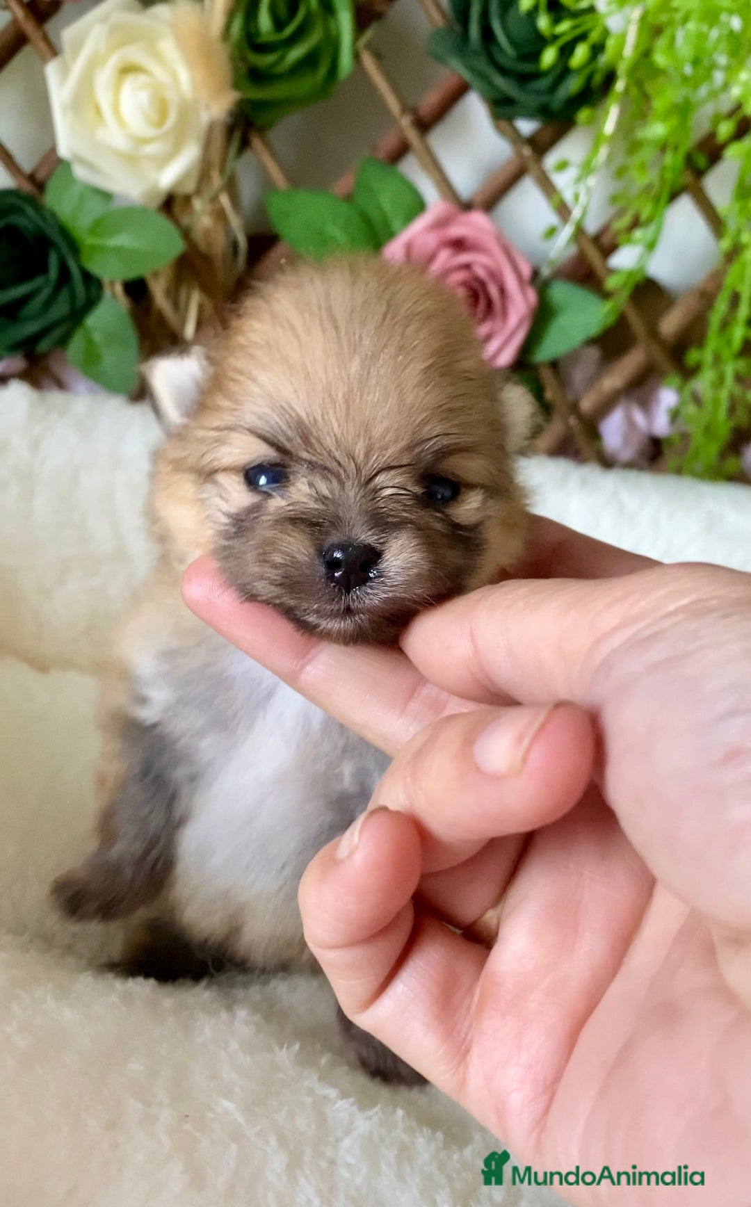 Pomerania perros en venta: Pomerania miniatura  - Anuncio 5