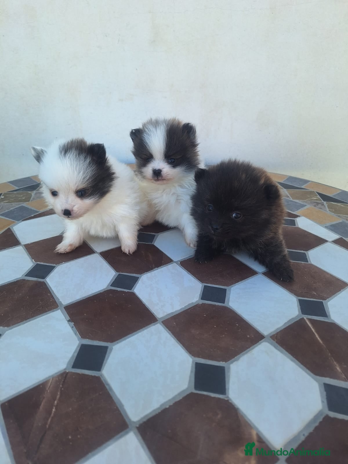 Pomerania perros Camada de pomeranias en Almería - Anuncio 33