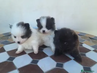 Pomerania perros Camada de pomeranias en Almería - Anuncio 12