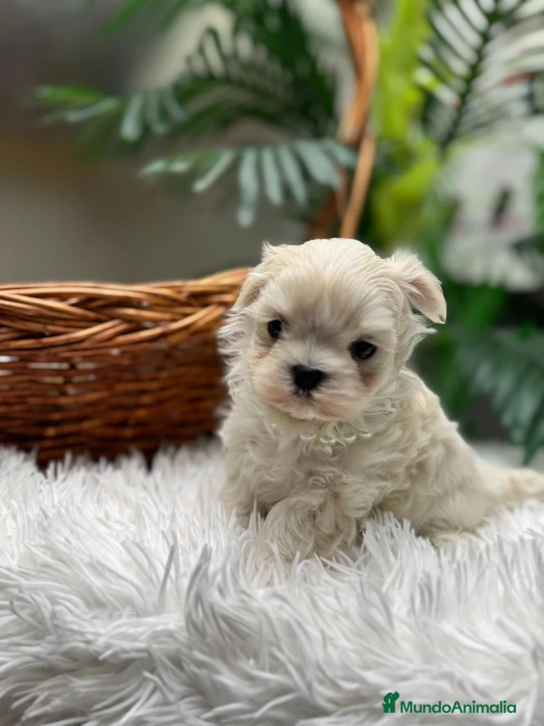 Bichón Maltés perros en venta: BICHON MALTES COREANO - Anuncio 11