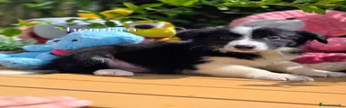 Border Collie 3