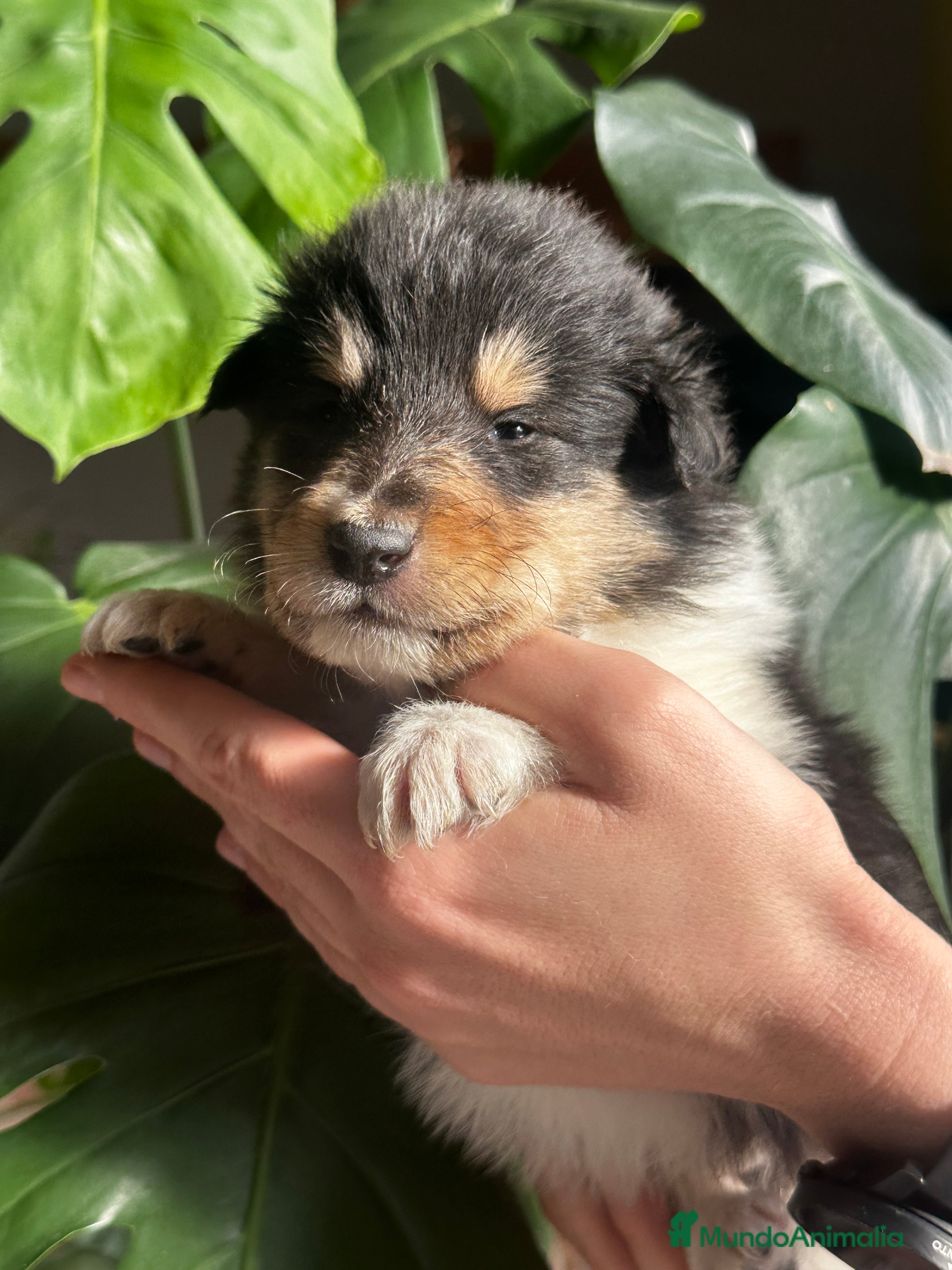 Collie de Pelo Largo perros Rough collie - Anuncio 1
