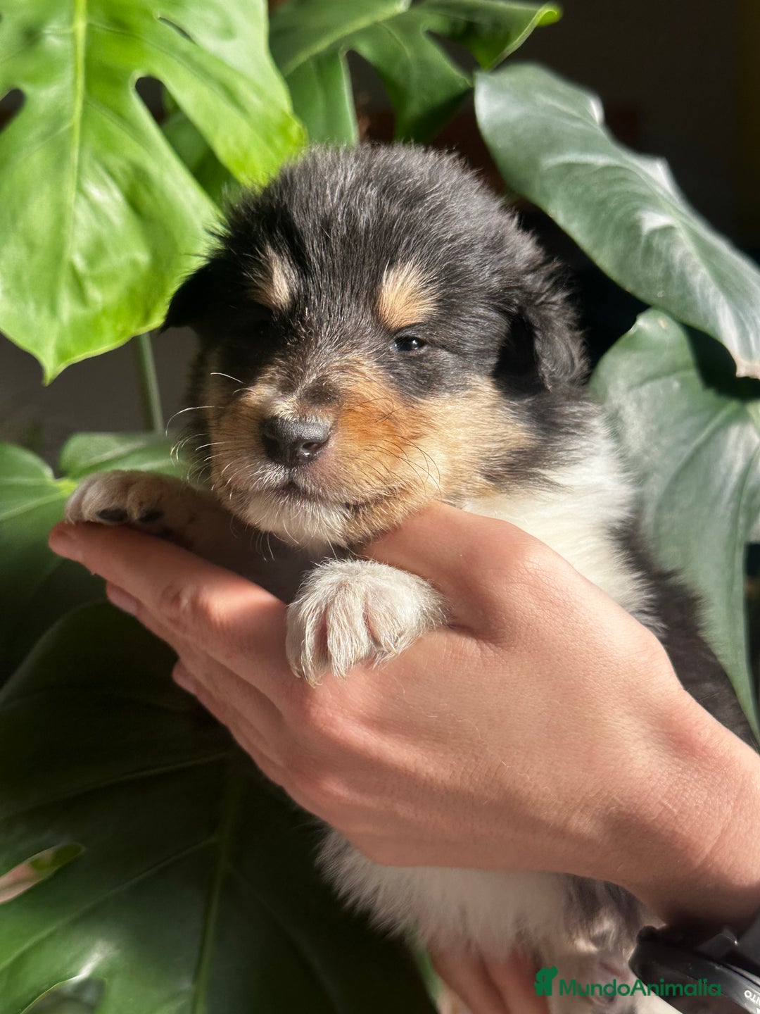 Collie de Pelo Largo perros en venta: Rough collie - Anuncio 1