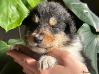 Collie de Pelo Largo perros Rough collie - Anuncio 1