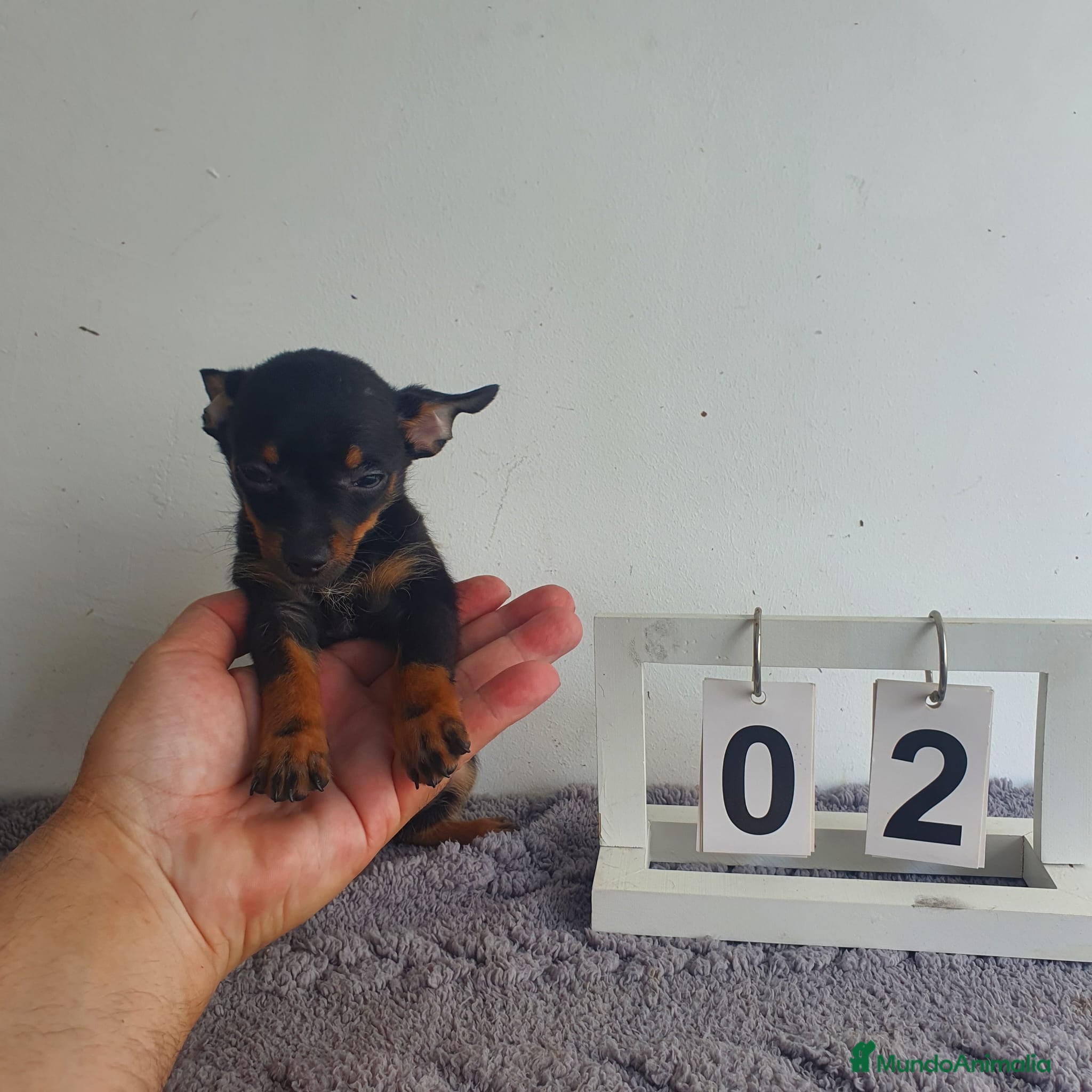 Chihuahua perros Chihuahua miniatura  - Anuncio 2