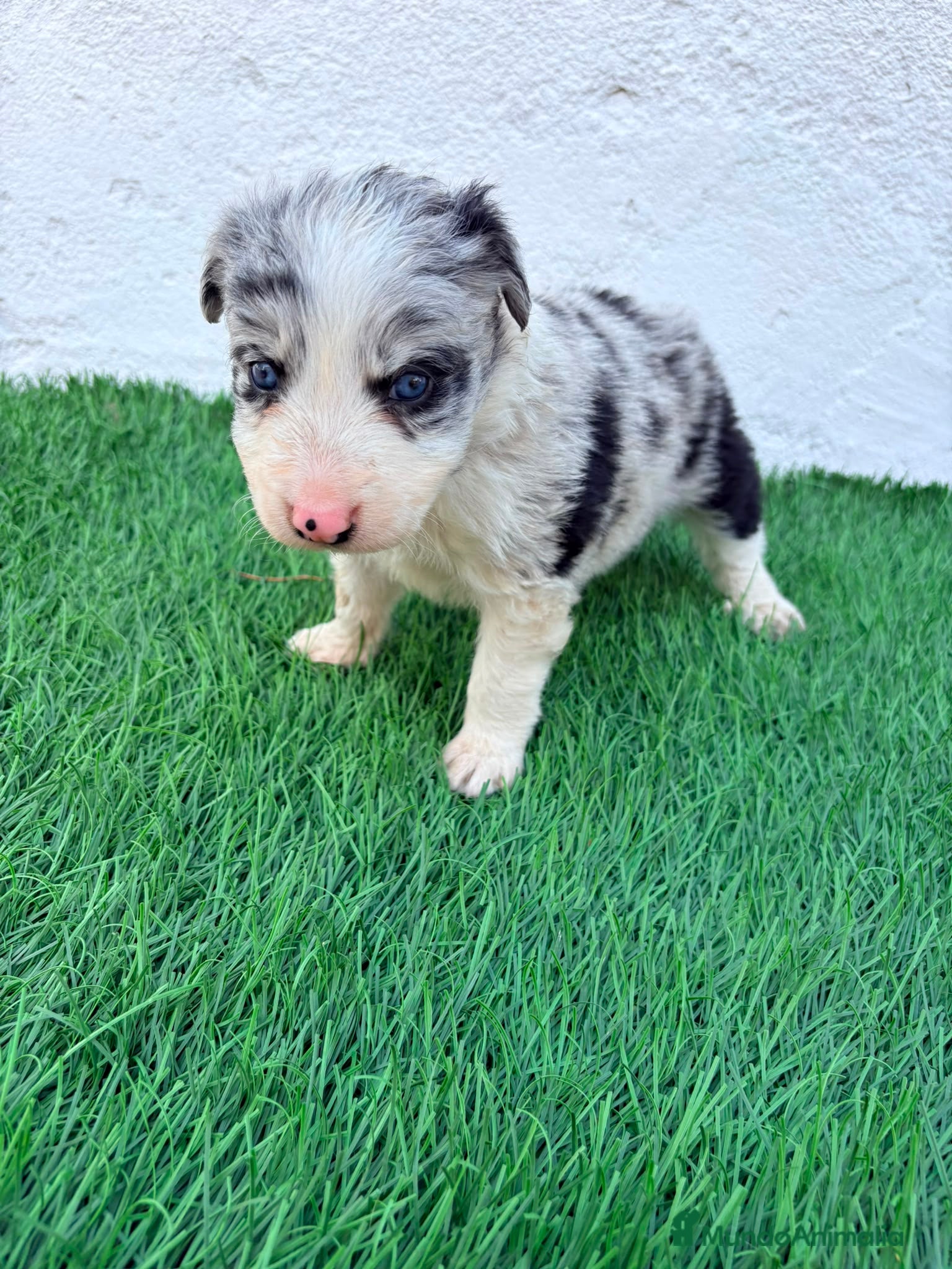 Border Collie perros Border Collie merle blue - Anuncio 1