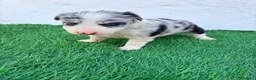 Border Collie perros en venta: Border Collie merle blue - Anuncio 1