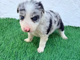 Border Collie perros Border Collie merle blue - Anuncio 1