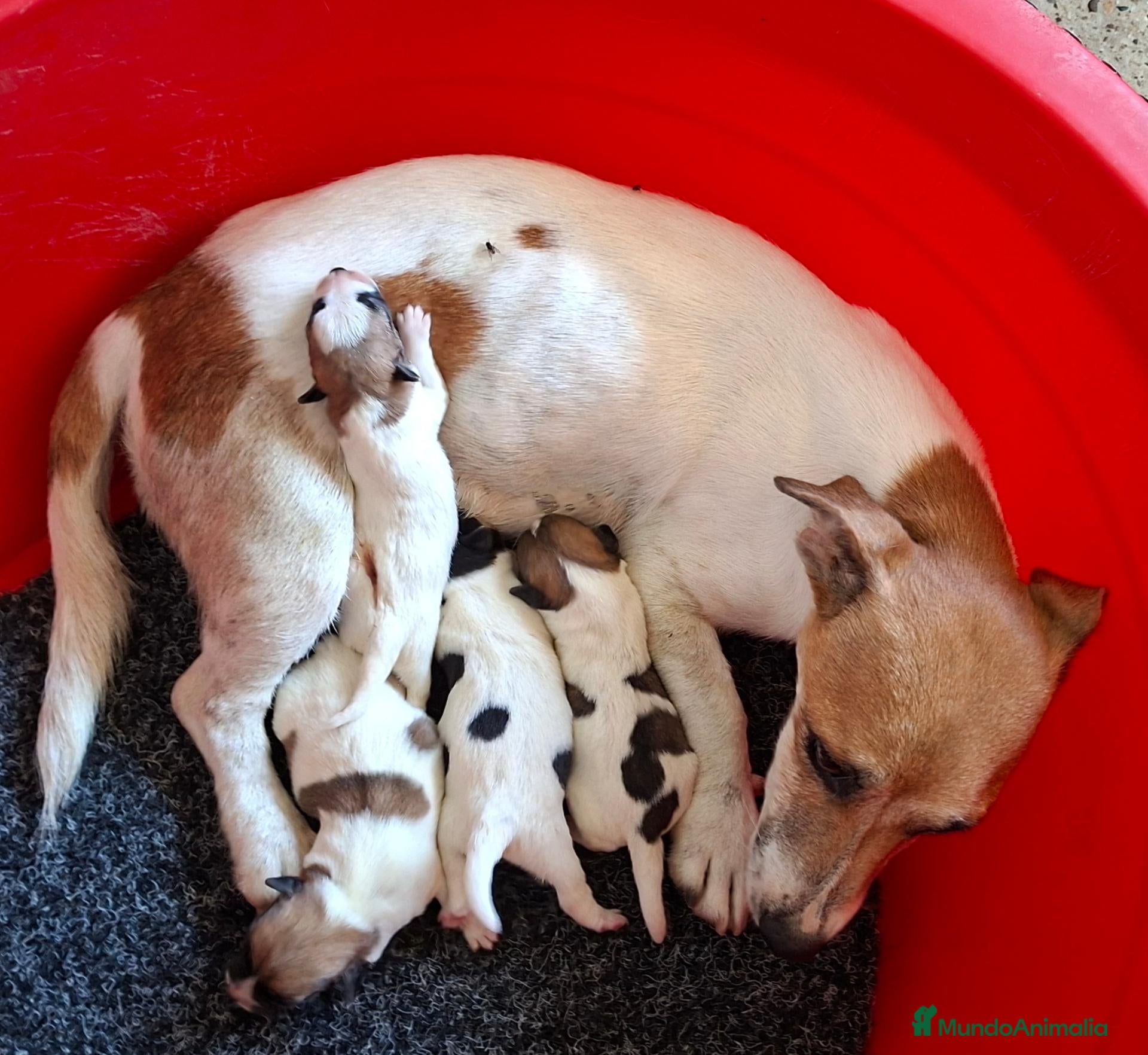 Jack Russell Terrier perros Jack Russell Terrier - Anuncio 1