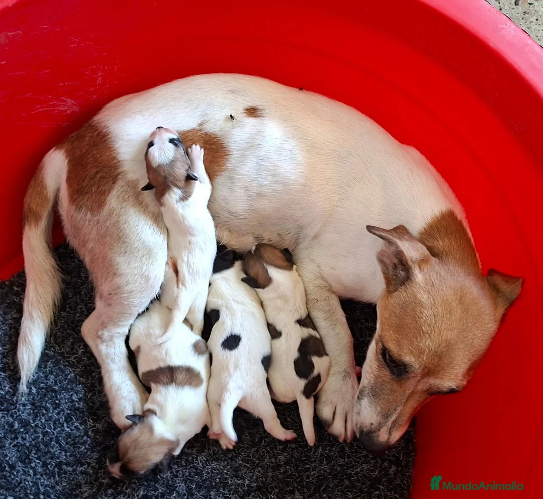 Jack Russell Terrier perros en venta: Jack Russell Terrier - Anuncio 1