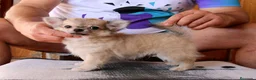 Chihuahua perros en venta: Chihuahua macho de pelo largo - Anuncio 6