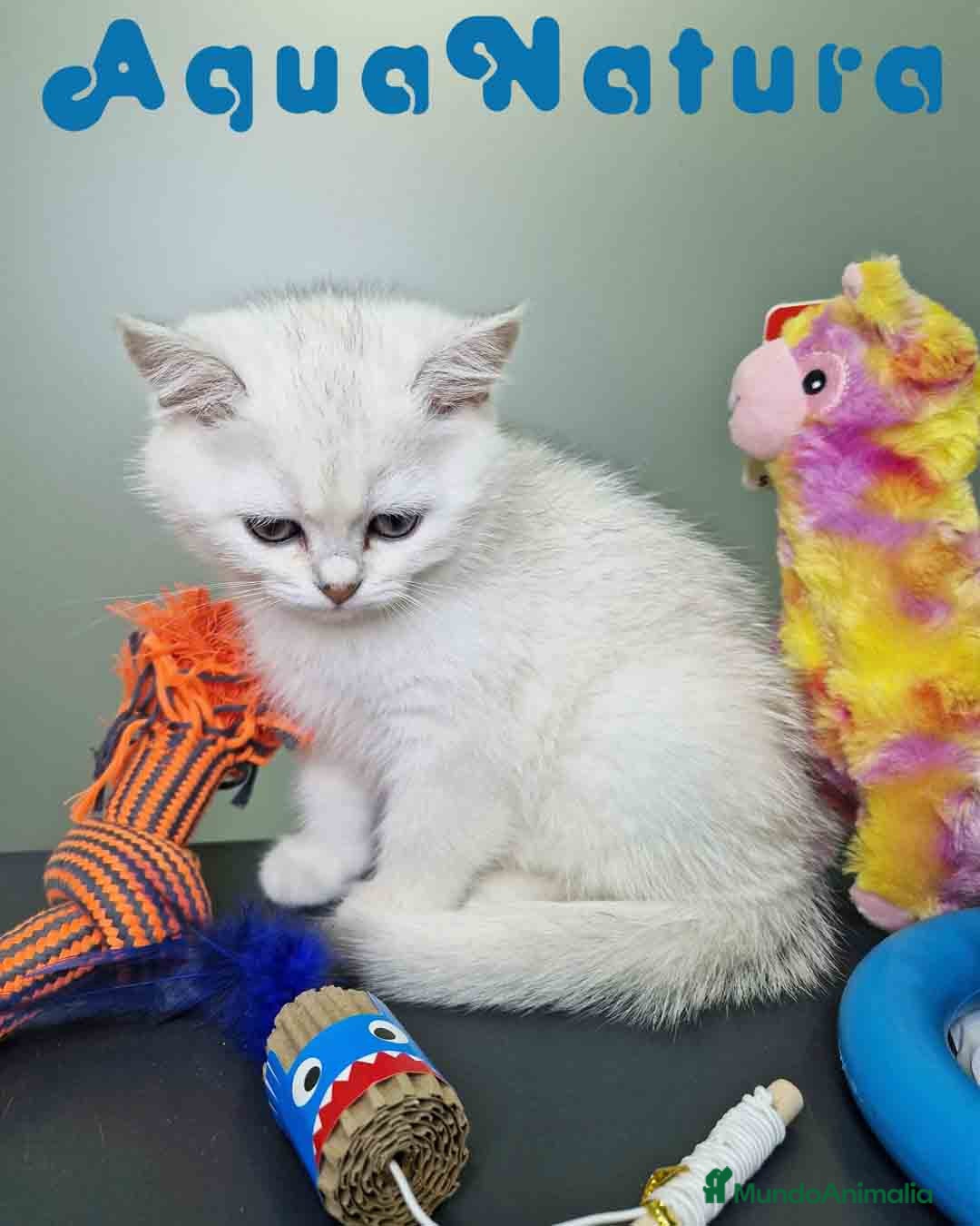 Británico de Pelo Corto gatos en venta: British Macho 7791 AQUANATURA - Anuncio 4