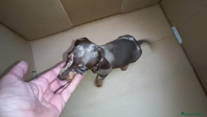 Teckel Miniatura perros TECKEL HEMBRITA MINIATURA ARLEQUIN  - Anuncio 12