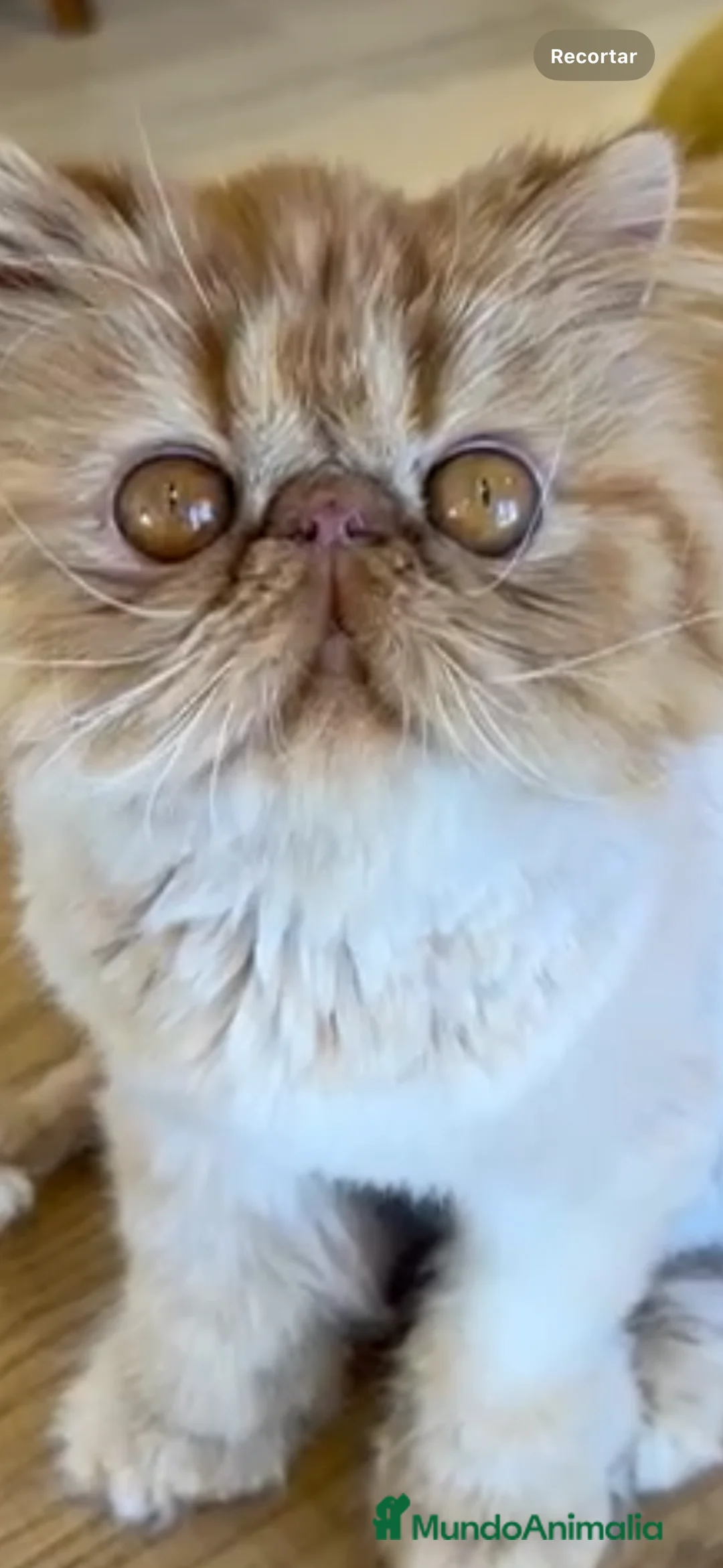 Persa gatos en venta: Persa Rojo Tabby - Anuncio 1