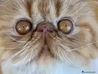 Persa gatos Persa Rojo Tabby - Anuncio 2