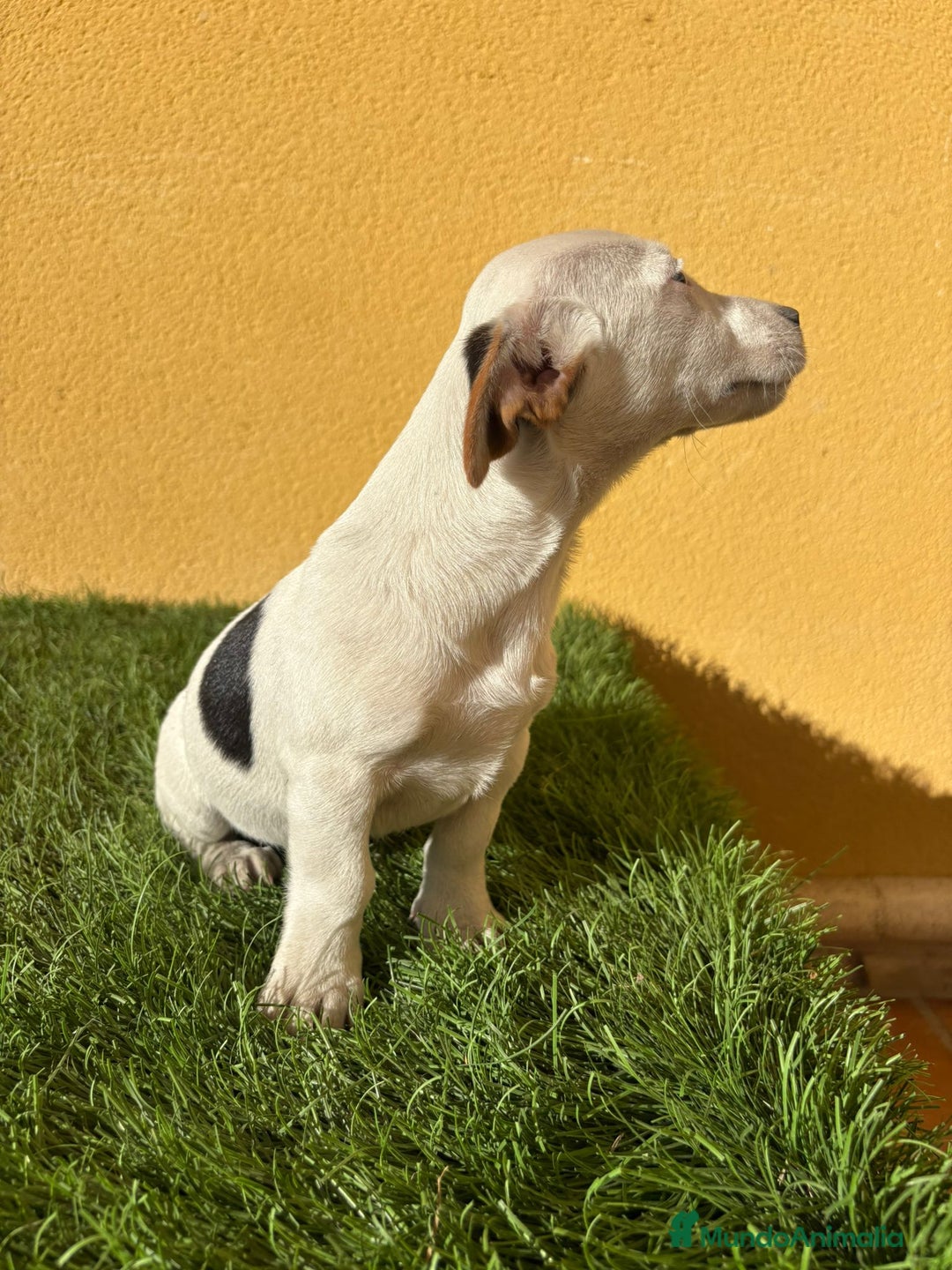 Jack Russell Terrier perros en venta: Jack Russell Macho de pata corta  - Imagen 7