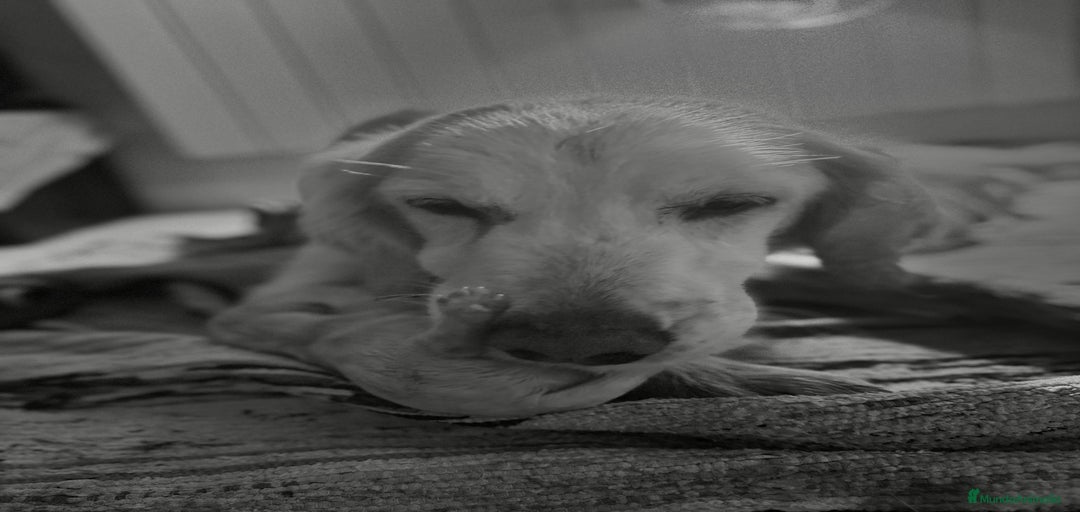 Imagen de galería {{count}}