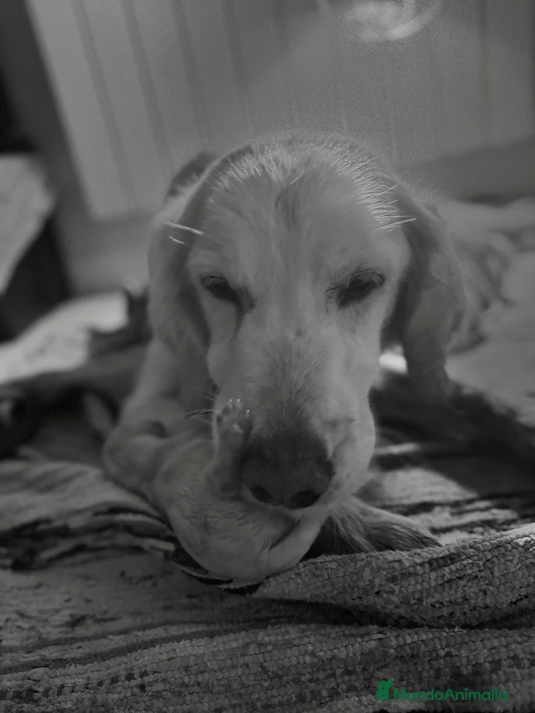 Imagen de galería {{count}}