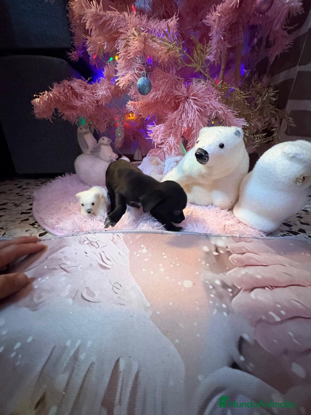 Chihuahua perros en venta: Chihuahua toy negro  - Anuncio 6