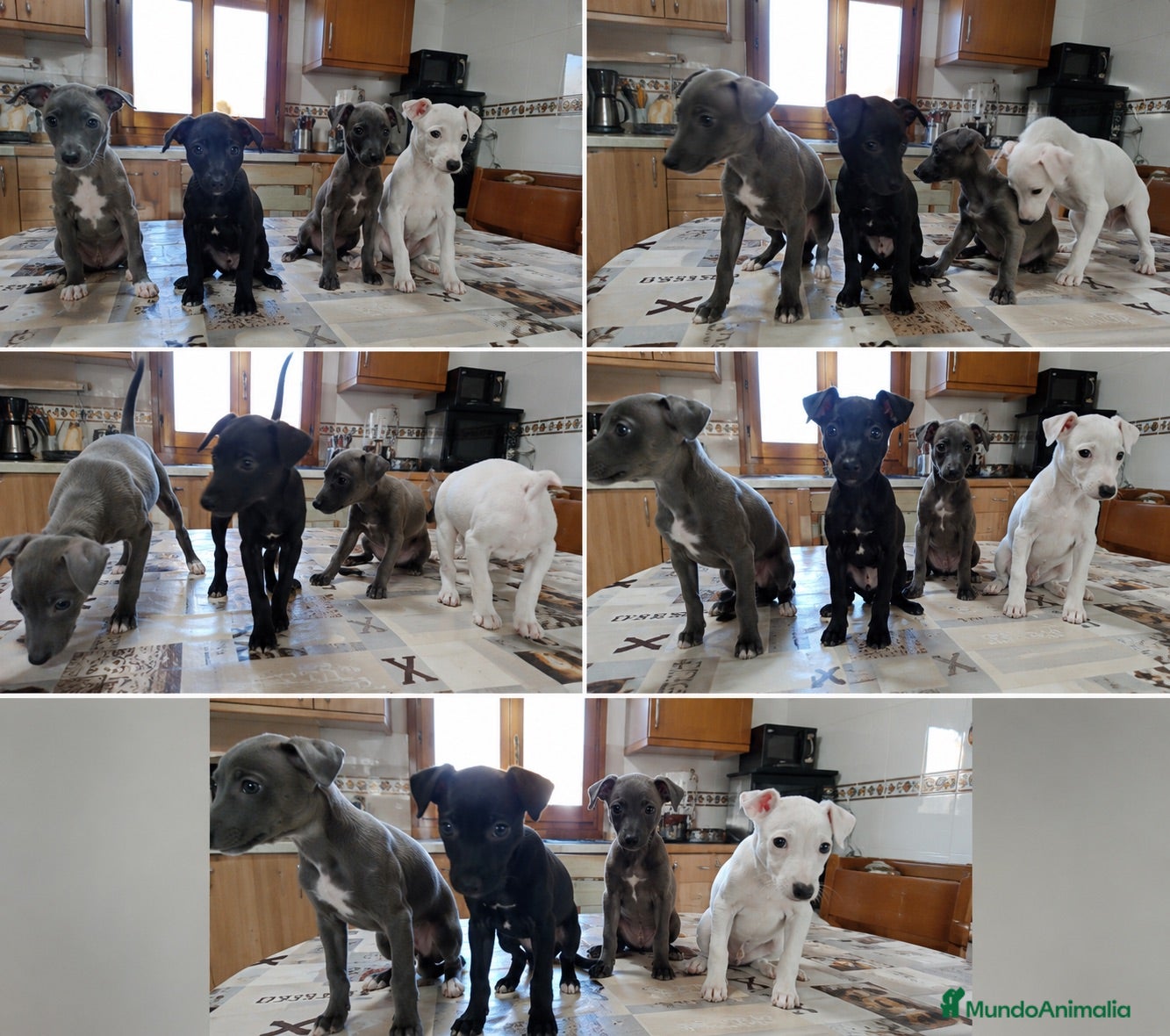 Whippet perros WHIPPET LISTOS PARA ENTREGAR  - Anuncio 3