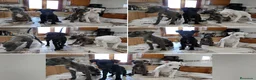 Whippet perros en venta: WHIPPET LISTOS PARA ENTREGAR  - Anuncio 1