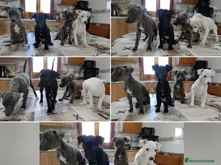 Whippet perros WHIPPET LISTOS PARA ENTREGAR - Anuncio 1