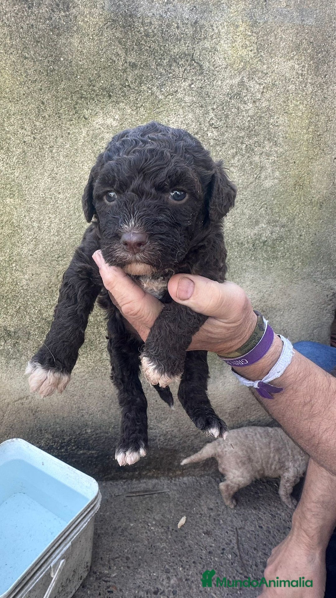 Perro de Agua Español perros en venta: PERRO DE AGUA ESPAÑOL - Anuncio 4