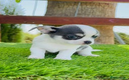 Chihuahua perros en venta: CHIHUAHUA MACHO - Imagen 2
