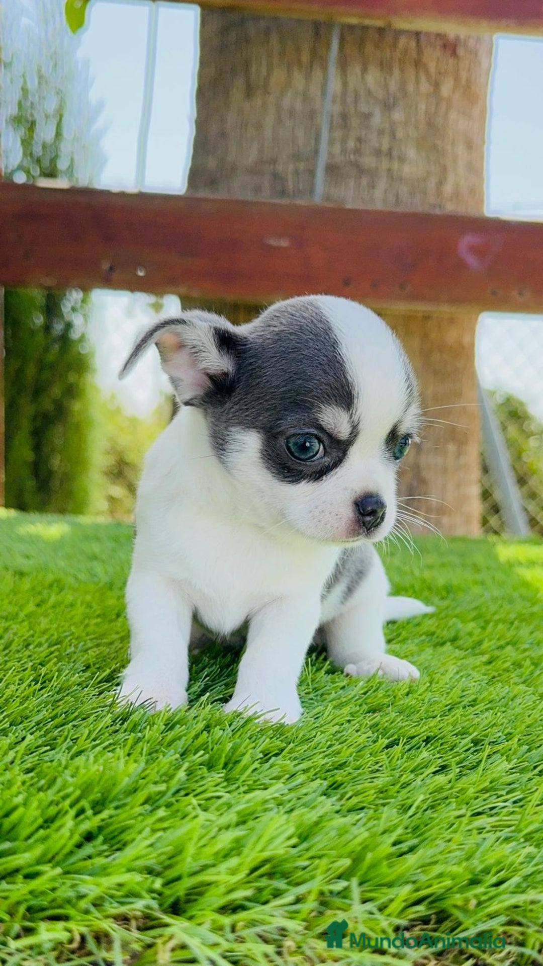 Chihuahua perros en venta: CHIHUAHUA MACHO - Imagen 2