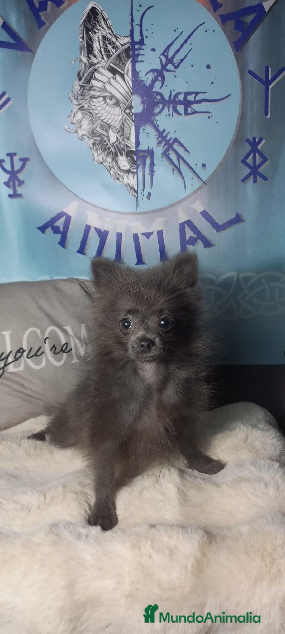 Pomchi perros en venta: Hembra super toy de pomchi color azul - Imagen 3